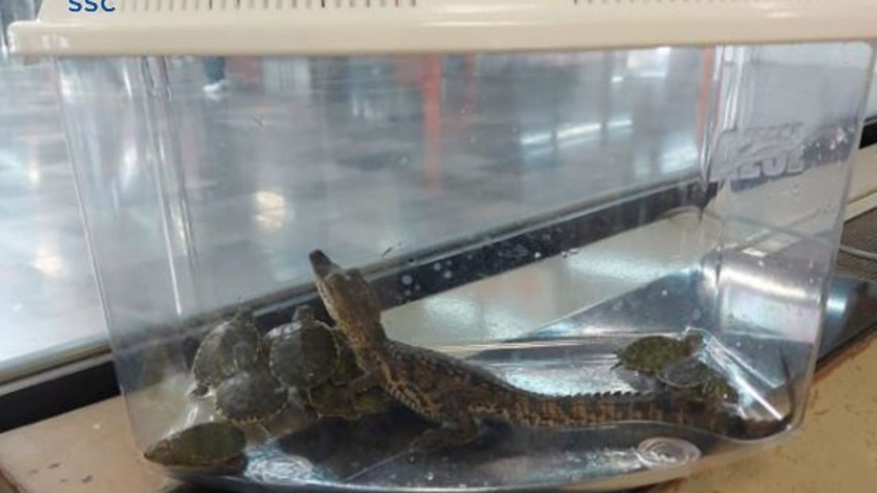 Rescatan-a-un-caiman-y-tortugas-en-el-Metro-Rosario-de-la-Linea-7.jpg